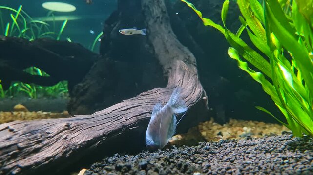 A blue gourami fish explores a planted aquarium featuring natural driftwood and black gravel substrate.