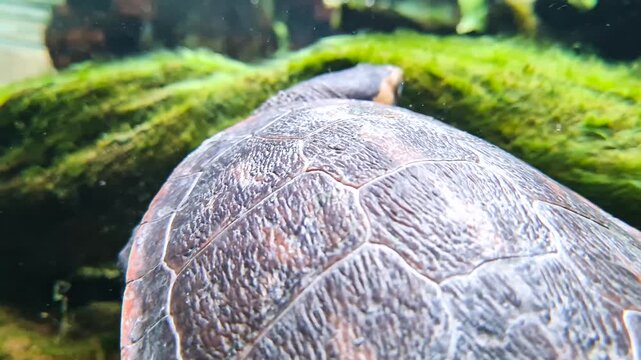 Close-up of an aquatic turtle swimming past mossy rocks, highlighting skin texture and shell details in a natural pond environment.