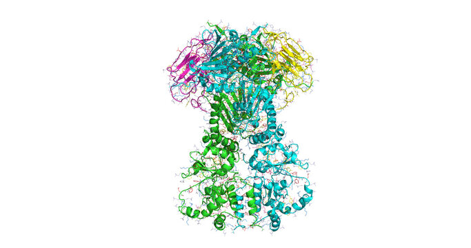 Hsp90-Sba1/p23 closed chaperone complex, 3D biological assembly 4K