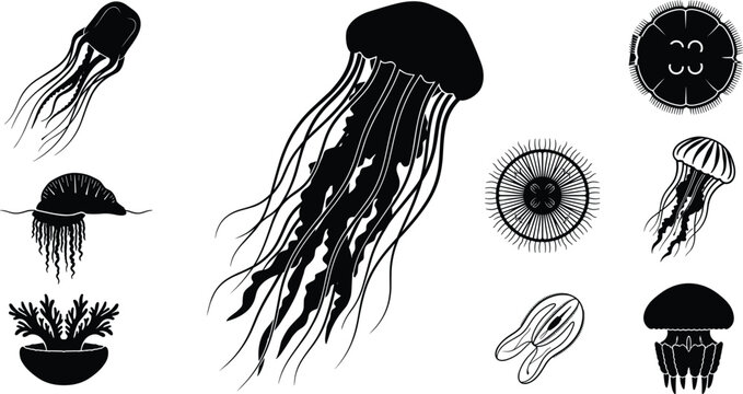 Jellyfish Silhouette Set Featuring Various Marine Medusa Species Box Jellyfish Portuguese Man Of War and Sea Anemone Vectors