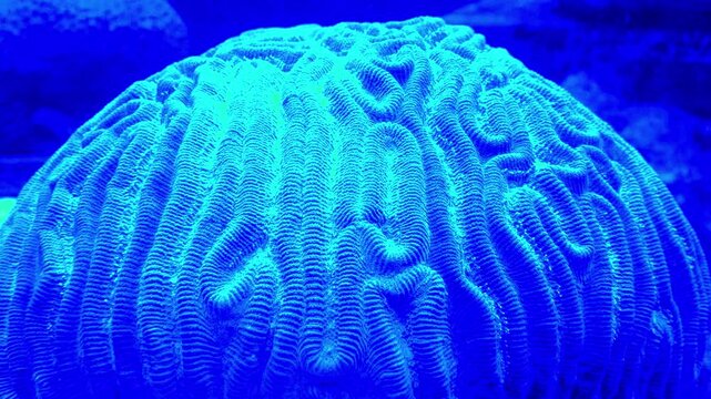 Brain coral of the genus Platygyra or Lobophyllia. This coral belongs to the class of large-polyp stony corals, order Scleractinia, phylum Cnidaria