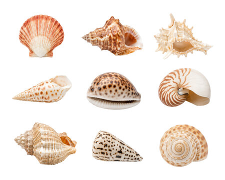 Collection of nine assorted sea shells isolated on a white background, featuring a variety of natural marine shell shapes, textures, and patterns. Ideal for marine biology, coastal travel, beach 