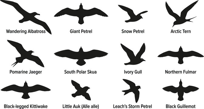 Polar Seabird Silhouette Collection Featuring Albatross Petrel Tern Jaeger Skua Gull Fulmar Kittiwake Auk and Guillemot Vector Icons