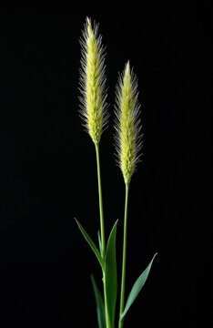 Two Timothy grass stalks with fuzzy green seed heads rise against a stark black background. Leaves of green grass sprout from the base of the stems. This macro shot focuses on natural detail.
