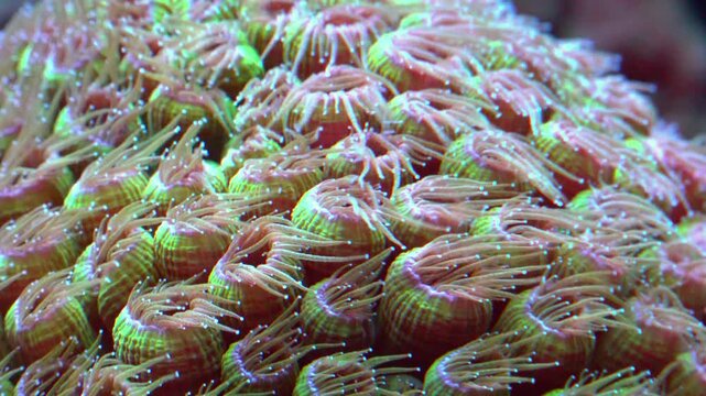 Coral of the genus Blastomussa (Blastomussa sp.), a type of large-polyped stony coral known for its vividly colored polyps.