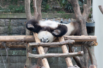 Giant Panda Napping Upside Down on a Wooden Climbing Structure © foreverhappy