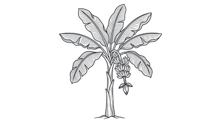 Banana tree with fruit botanical line drawing © ahmad