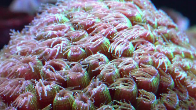 Coral of the genus Blastomussa (Blastomussa sp.), a type of large-polyped stony coral known for its vividly colored polyps.