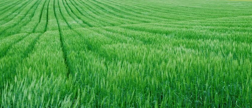 Rolling green wheat field with parallel crop lines in Hokkaido, Japan
