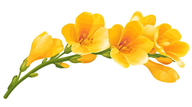 Vibrant orange-yellow blossoms on green stem with soft shading, curving against white background