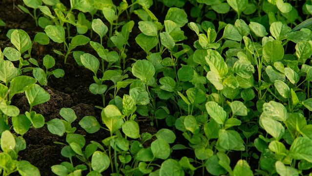 Young Spinach Seedlings Growing in Dark Soil with Bright Green Round Leaves, Tropical Vegetable Farm Indonesia