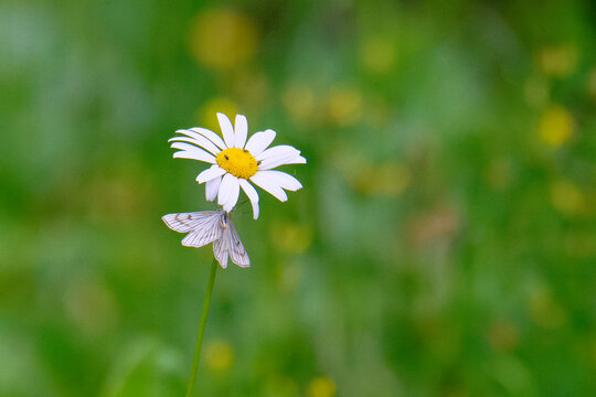 Hartheu-Spanner (Siona lineata) an einer Margerite