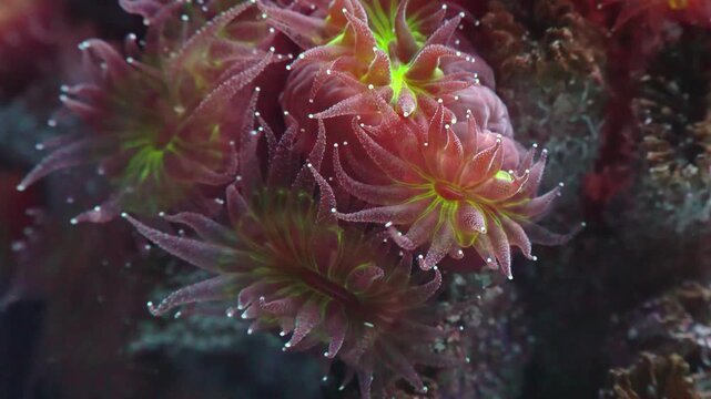 The coral Tubastraea faulkneri, widely known as pink or red sun coral.