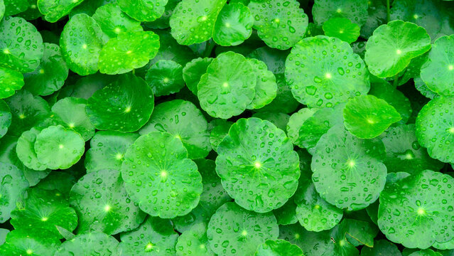 Dense Green Centella Asiatica Gotu Kola Leaves Background
