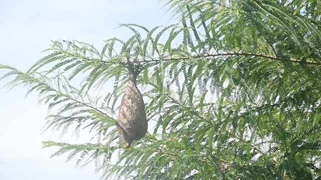 weaver or rice bird flying to nest and bilding on big treetop in garden