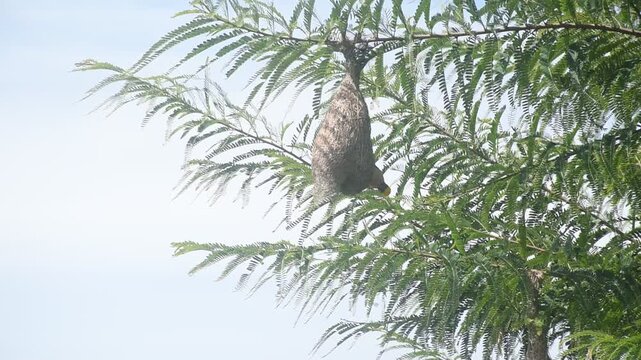 weaver or rice bird flying to nest and bilding on big treetop in garden