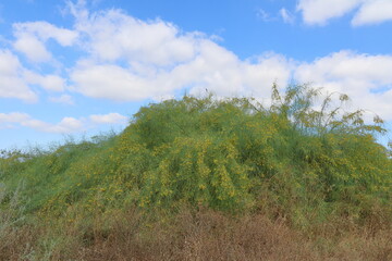 Fototapeta premium Dry grass and yellow flowers in the field, closeup of photo