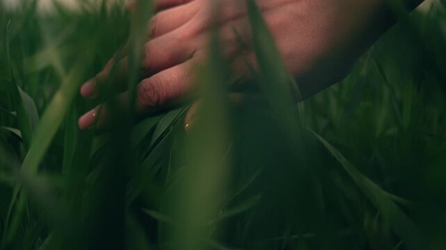 farmer hand finger touches stems green wheat leaves field sunset, agriculture farm business, farmer touching wheat, farmer evening routine, sunset wheat silhouette, calm farming sunset, rural sunset
