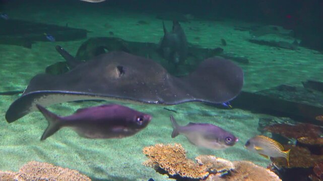 The southern stingray (Hypanus americanus) has a flattened body composed of cartilaginous tissue rather than bone, which allows it to glide efficiently over the sandy ocean floor.