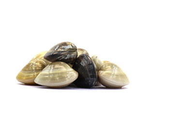 Closed up fresh baby clams. venus shell. shellfish. carpet clams. short necked clams. as raw food from the sea are the seafood ingredients. fresh clams isolated on white background © Pisan