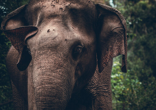 &eacute;l&eacute;phant oreille