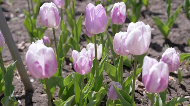 Delicate pale pink and white tulip flowers grow in a sunny garden bed with dark soil. Concept of spring awakening, natural beauty, fresh floral growth, and seasonal gardening.