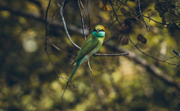 oiseau face to face
