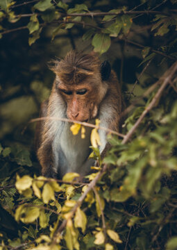 singe
