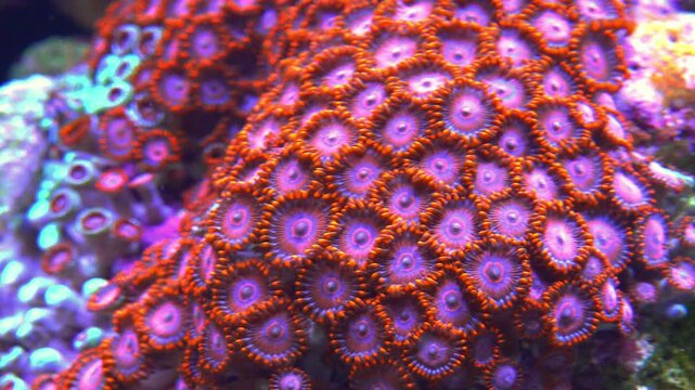 Zoanthids (Zoanthus sp.) are colonial anthozoan cnidarians, often referred to as &ldquo;zoas.&rdquo;