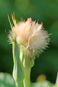 Oat root, flowers and seeds in their natural habitat