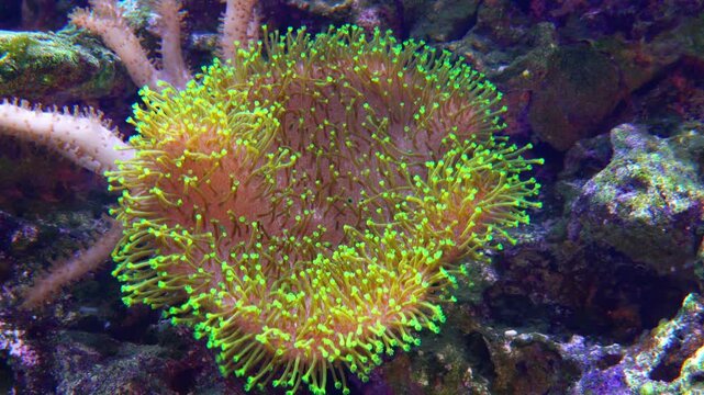 Green star polyp (Clavularia sp.), a type of encrusting colonial soft coral popular in reef aquariums.