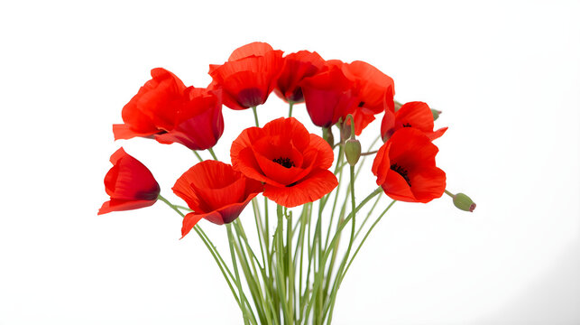 resolution photograph featuring a bouquet of vibrant red poppies against a plain white background. The composition is centered, with the poppies' delicate petals and slender green stems elegantly fann