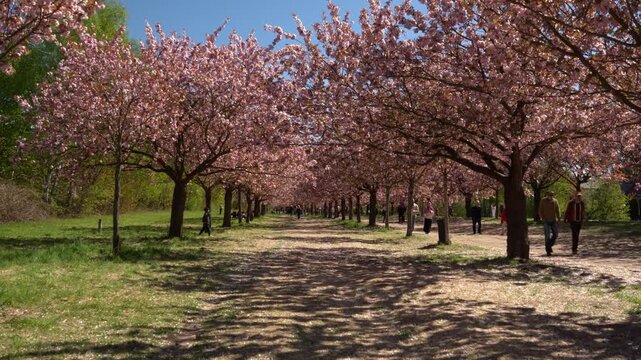 Walking through cherry blossom alley in spring park