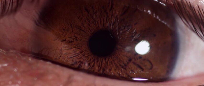 eye of the girl. Close up detail beautiful female eye macro, fashion naturel makeup. close up of brown eye. Ideal for your anatomy projects or medical topics.