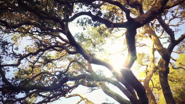 tree in the forest. giant tree with the sun shining through. Ideal for lifestyle and recreation. tree with thick trunk strong roots spreads massive branches over sunlit green field. Golden sunbeams.