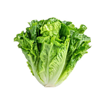 Romaine lettuce, photograph asset