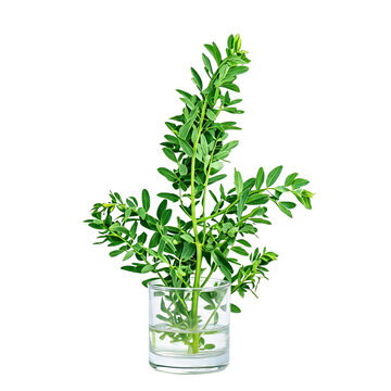 Fenugreek leaves, photograph asset