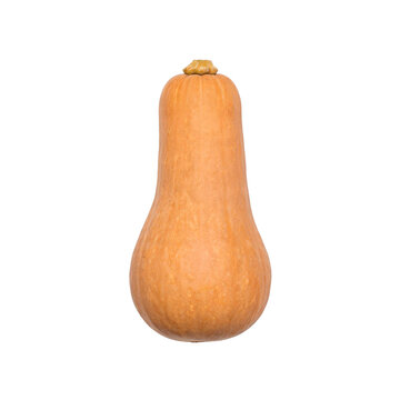 Butternut squash, photograph asset