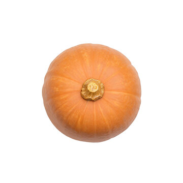 Butternut squash, photograph asset