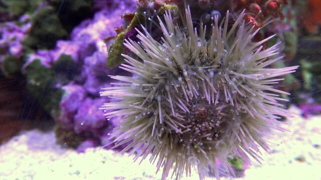 Needle-like or variegated sea urchin (Lytechinus variegatus).