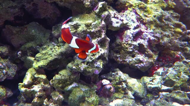 This vibrant saltwater fish is a Misbar Blood Orange Clownfish, a hybrid between a Maroon Clownfish and an Ocellaris Clownfish