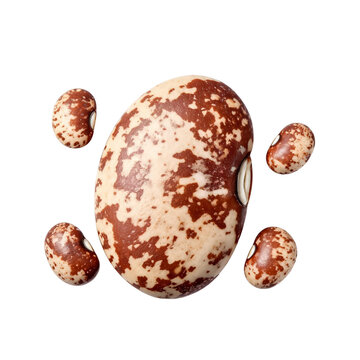 Pinto beans, photograph asset