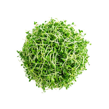Alfalfa sprouts, photograph asset