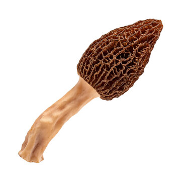 Mushroom, photograph asset