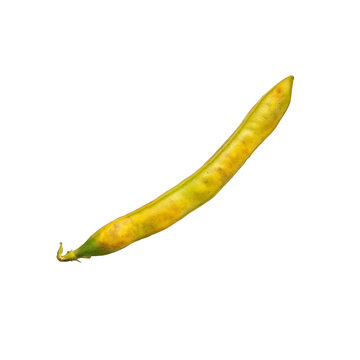 Bean pod, photograph asset