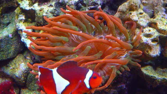 Orange clownfish (or Percula clownfish, Amphiprion percula), recognizable by its bright orange body, white stripes, and distinct black outlines.