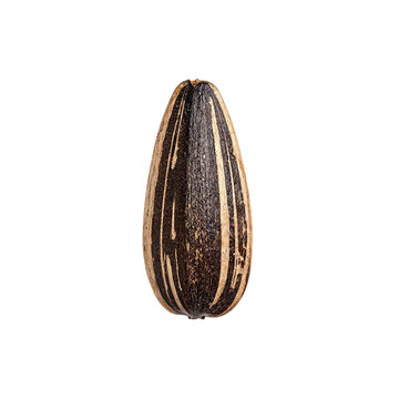 Sunflower seed, photograph asset