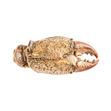 Crab claw, photograph asset