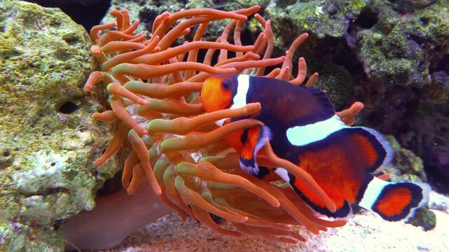 Orange clownfish (or Percula clownfish, Amphiprion percula), recognizable by its bright orange body, white stripes, and distinct black outlines.