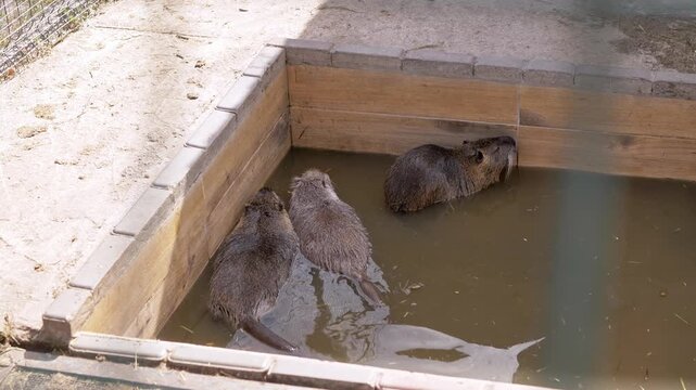 Three nutria coypu rest together in a small wooden water pool inside an animal enclosure on a sunny day. Concept of wildlife conservation, invasive species, and semiaquatic rodent behavior.